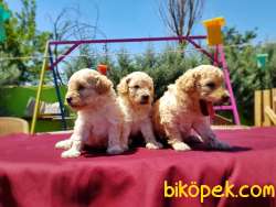 TOY POODLE YAVRU 3