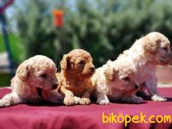 TOY POODLE YAVRU 2