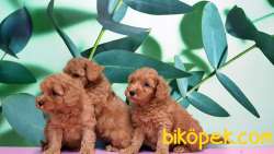 Toy Poodle Yavru 4