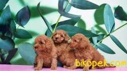 Toy Poodle Yavru 2