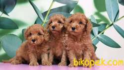 Toy Poodle Yavru 5