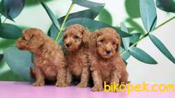 Toy Poodle Yavru 3