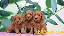 Toy Poodle Yavru