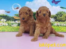 Toy Poodle Yavru