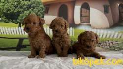 Toy Poodle Yavru