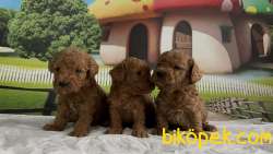 Toy Poodle Yavru 3