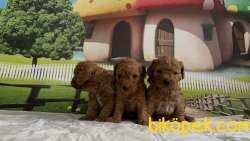 Toy Poodle Yavru 5