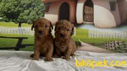 Toy Poodle Yavru 4