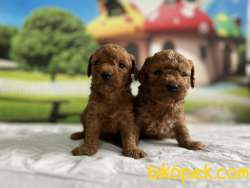 Toy Poodle Yavru 2