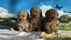 Toy Poodle Yavru