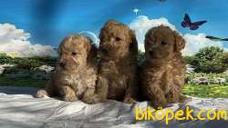 Toy Poodle Yavru 4