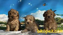 Toy Poodle Yavru 3