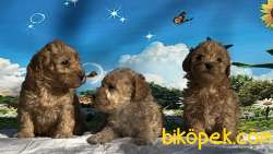 Toy Poodle Yavru 5