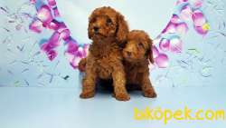 Toy Poodle Yavru 5