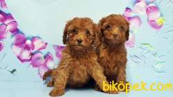 Toy Poodle Yavru 2