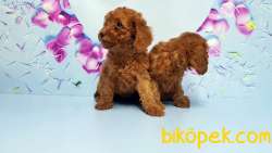 Toy Poodle Yavru 4