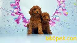 Toy Poodle Yavru 3