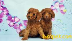 Toy Poodle Yavru