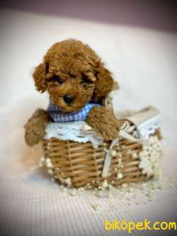 Toy Poodle Yavru Red Dişi,erkek 3