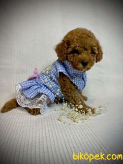 Toy Poodle Yavru Red Dişi,erkek 4