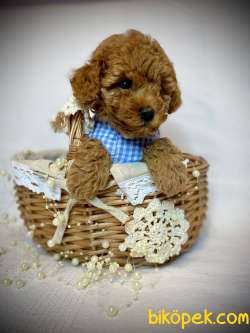 Toy Poodle Yavru Red Dişi,erkek 1