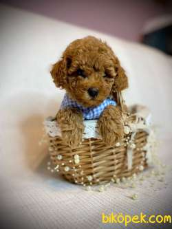Toy Poodle Yavru Red Dişi,erkek 2
