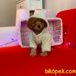 Toy Poodle Yavrular 3