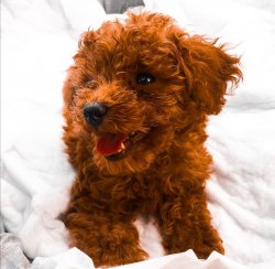 Toy Poodle Yavrular 1