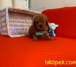 Toy Poodle Yavrular 2