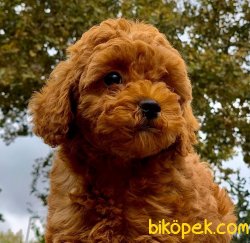 RED BROWN TOY POODLE YAVRULAR 2