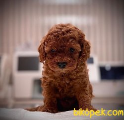 RED BROWN TOY POODLE YAVRULAR 1