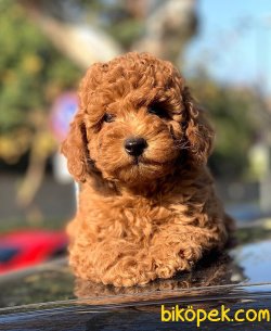 RED BROWN TOY POODLE YAVRULAR 3