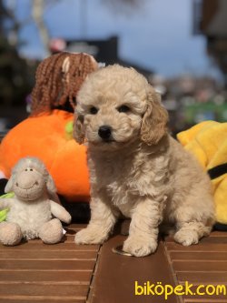 Apricot Toy Poodle Bebekler 3
