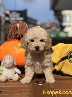 Apricot Toy Poodle Bebekler 2