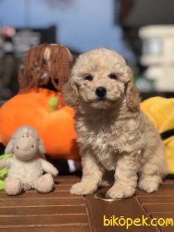 Apricot Toy Poodle Bebekler 1