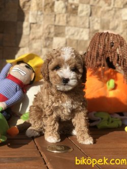 Sevimli Toy Poodle Bebekler 4