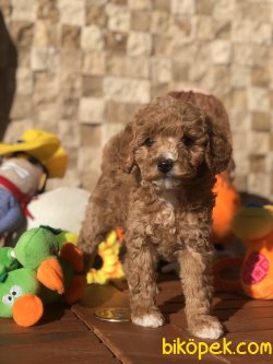 Sevimli Toy Poodle Bebekler 3