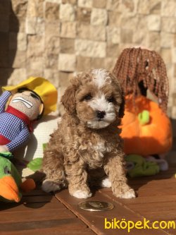 Sevimli Toy Poodle Bebekler 5