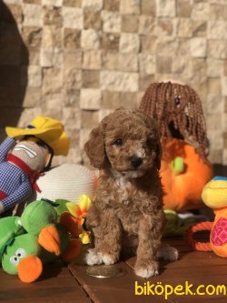 Sevimli Toy Poodle Bebekler 1