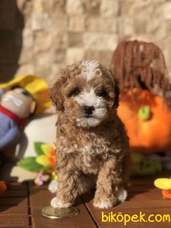 Sevimli Toy Poodle Bebekler 2