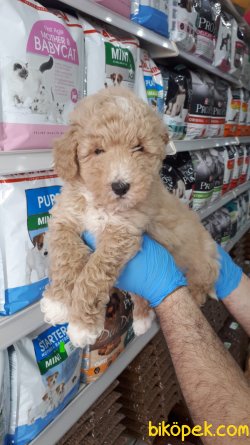 Toy Poodle Yavrular 3