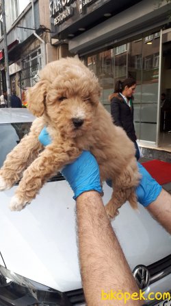 Toy Poodle Yavrular 2