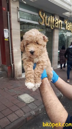 Toy Poodle Yavrular 4