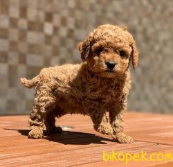 SAFKAN TOY POODLE BEBEKLER 2