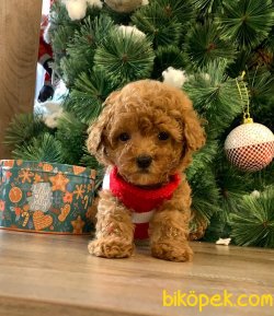 SAFKAN TOY POODLE BEBEKLER 3