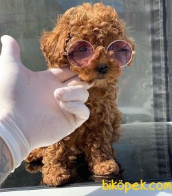 SAFKAN TOY POODLE BEBEKLER 1