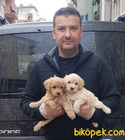 Toy  Poodle Yavrular 2