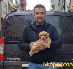 Toy  Poodle Yavrular 4