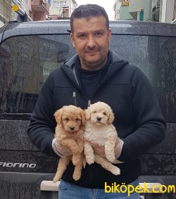 Toy  Poodle Yavrular 3