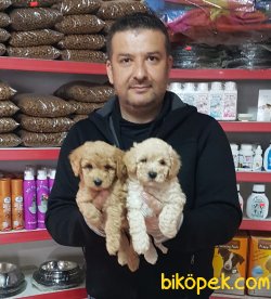 Toy  Poodle Yavrular 1